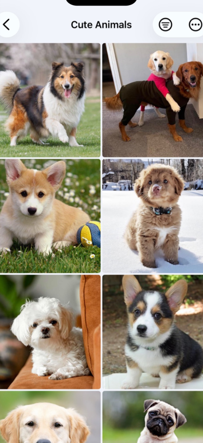 A decoy vault in Secure Folder opened with the fake PIN, showing a harmless album of dog photos